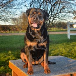 TR Leia vom Titanenheim - Black and mahogany female Rottweiler puppy in Ethel, Washington from Titanenheim Rottweilers