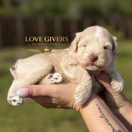 AKC Wheaten Boy 2 - Wheaten male Miniature Schnauzer puppy in Lake Placid, Florida from Love Giver Schnauzers