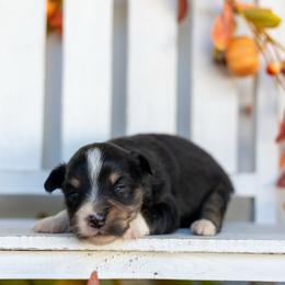 Pearl - Black tri female Miniature American Shepherd puppy in Granbury, Texas from Best Little Aussies