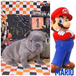 Mario - Blue male French Bulldog puppy in Denver, Colorado from Mecham Family kennels -MechamFrenchies
