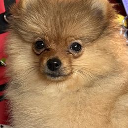 Bailey - Orange sable female Pomeranian puppy in Clovis, California from Netzi Poms