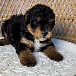 Female 2 - Tri-color female Bernedoodle puppy in Belgreen, Alabama from Scott’s Farm Poodles and Doodles