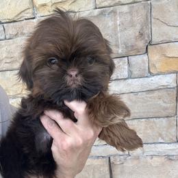 Harper - Liver female Shih Tzu puppy in Tennessee from Cutshall Babies