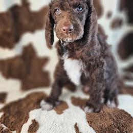Jersey - Brown male Poodle puppy in Mcbain, Michigan from Northern Creek