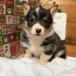 Red collar boy - Black and tan male Pembroke Welsh Corgi puppy in Monterey, Tennessee from Co-Pilot Corgis