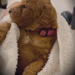 Goldendoodle Puppies from OodlesODoodles