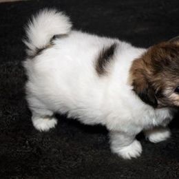 Coton de Tulear Puppies from A Touch of Class Cotons