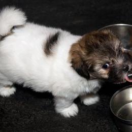 Coton de Tulear Puppies from A Touch of Class Cotons