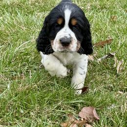 English Springer Spaniel Puppies from Soaring Springers