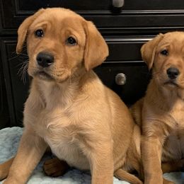 Labrador Retrievers from Highland Labradors