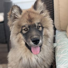 Randy - Siberian Husky
