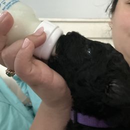 Poodle Puppies from Cano Homestead Poodles