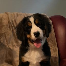Airedale Terrier, Bernedoodle, and Bernese Mountain Dog Puppies from Beitzel Babies
