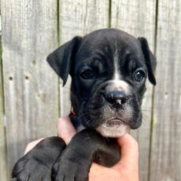 Orange - Tito - Brindle male Boxer puppy in Watervliet, New York from Shamrock's Boxers