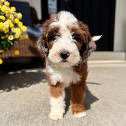 Annabelle - Chocolate merle female Bernedoodle puppy in Springville, Utah from Oodles of Bernedoodles
