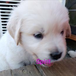Purple - Light golden female Golden Retriever puppy in Slaughters, Kentucky from Kimber's Helping Paws