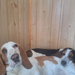 Basset Hound puppies from Alea's Basset Hounds