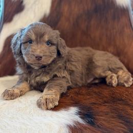 Costa Rica - Red phantom male Aussiedoodle puppy in Grinnell, Iowa from Rural Iowa Aussies & Doodles