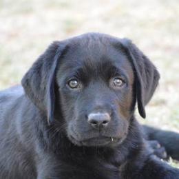 Labrador Retrievers from Colindy Labradors