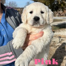 Golden Retriever Puppies from Risa’s Goldens