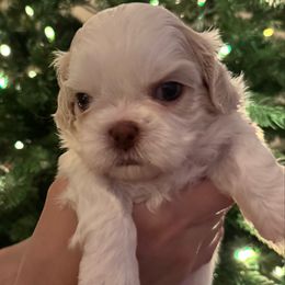 Boy 1 - Cream and white male Shih Tzu puppy in Lakeland, Florida from The Townsend Tzu