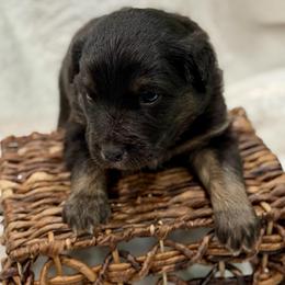 Green collar - Black tri male Miniature Australian Shepherd puppy in 32046, Florida from River Hill Ranch