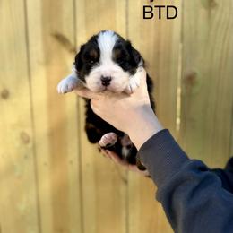 Pyrite - Black tri-color male Australian Shepherd puppy in Augusta, Georgia from Incendia Aussies & Dobies