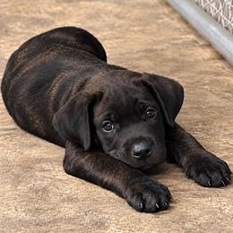 Bruno - Black brindle male Cane Corso puppy in Trenton, Texas from Trained To Go Corso Kennels (T.T.G. Corso Kennels)
