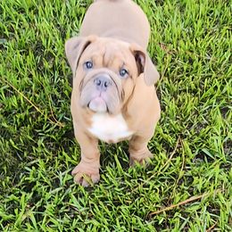 Andre - Fawn male Bulldog puppy in Lakeland, Florida from Fur Love And Puppies