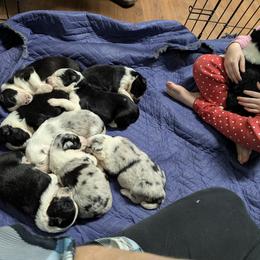 Australian Shepherd and Great Dane Puppies from AEW Farm