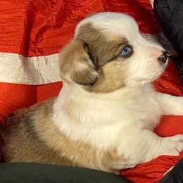 Boy 1 - Red merle and white male Cardigan Welsh Corgi puppy in Brookings, Oregon from Dragonfly Cardigans