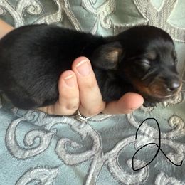 Boy 3 - Black and tan male Dachshund puppy in Canastota, New York from Diamond Dachshunds