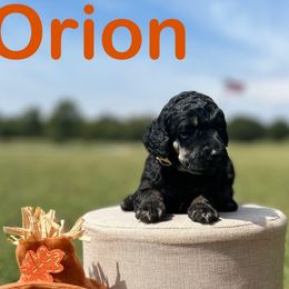 Orion - Phantom male Poodle puppy in Ardmore, Oklahoma from Green Acres
