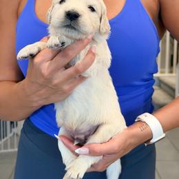 Golden Retriever Puppies from Robinson Retrievers