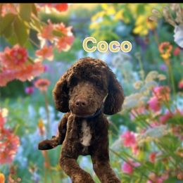 Coco - Poodle