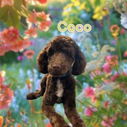 Coco - Poodle