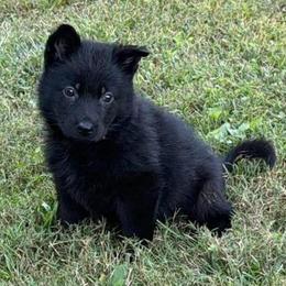 Raven - Black female German Shepherd puppy in Crossville, Tennessee from Raising the Bar German Shepherds