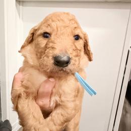 Light Blue - Apricot male Goldendoodle puppy in Bakersfield, California from Lavish Doodles