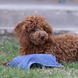 Adele - Poodle