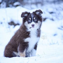 Queens - Miniature Australian Shepherd puppy from 4 Seasons Aussies