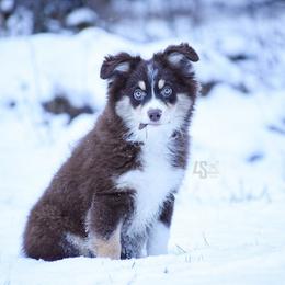 Queens - Miniature Australian Shepherd puppy from 4 Seasons Aussies
