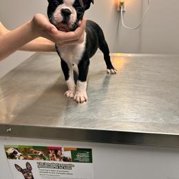 Boston Terrier and French Bulldog Puppies from 3B Kennels-Beth’s Best Boston’s