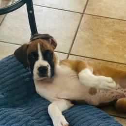 Boy 1 - Fawn male Boxer puppy in Plainville, Connecticut from AKC Boxer Club Plainville and Plank trail boxers