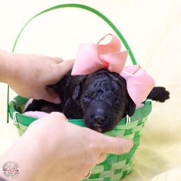 Swashbuckle - Black Poodle puppy in Eugene, Oregon from Valaurah Farms