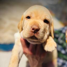 Grant - Yellow male Labrador Retriever puppy in Penn Valley, California from High Quality Labrador Retrievers and French Bulldogs