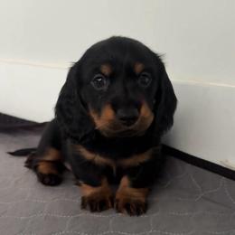Forest - AKC - Black and tan male Dachshund puppy in Miami, Florida from Oscar's Dachshunds