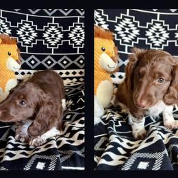 Dachshund Puppies from Dachshund Den