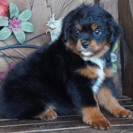 Girl 4 - Black tri female Miniature Australian Shepherd puppy in Lawton, Oklahoma from Lindsey’s Aussies