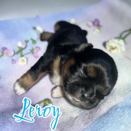 Leroy - Black and tan male Shih Tzu puppy in Sacramento, California from NANA’S  QUALITY SHIH TZU'S