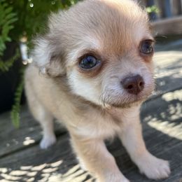 Julie - Chocolate blue female Chihuahua puppy in Coweta, Oklahoma from Green Country Chihuahuas